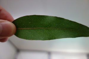 ユーカリグロブルスの葉